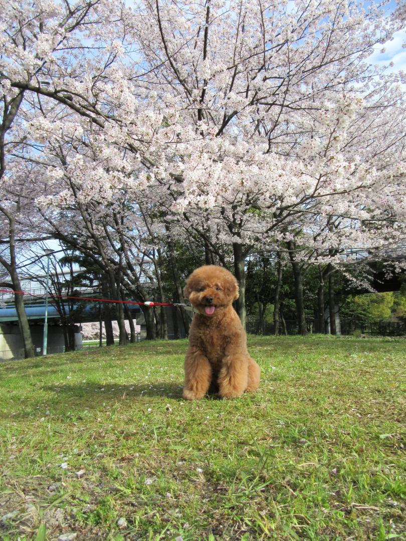 満開の桜