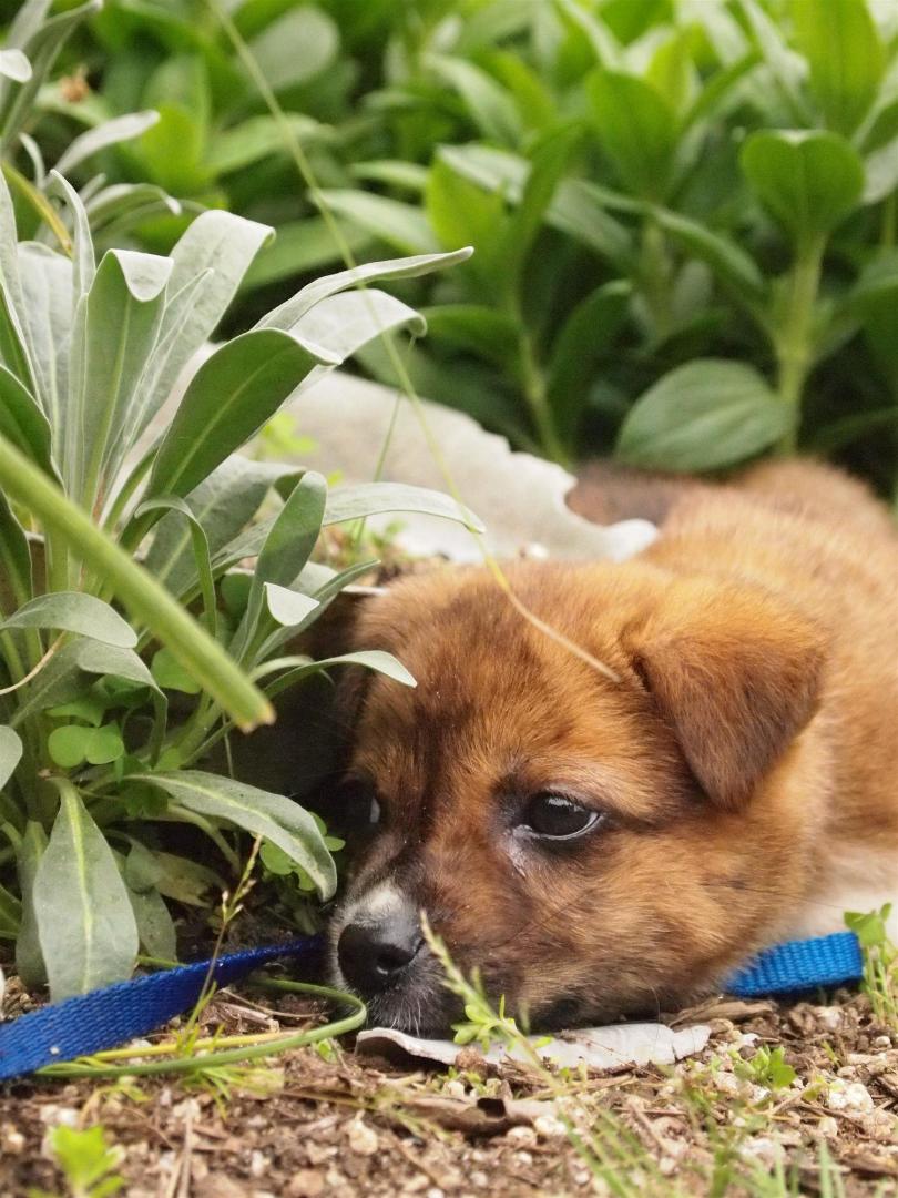 草むらに隠れる子犬ちゃん