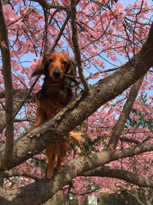 鹿児島石橋記念公園の河津桜