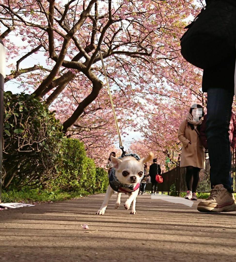 伊豆旅行  河津桜まつり