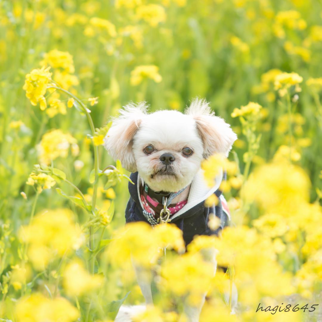 菜の花の黄色は元気が出るね はぎまるさんの投稿写真 犬 愛犬フォトコンテスト イヌトミィ