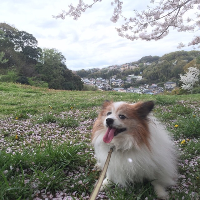 春爛漫。桜散る丘のパティ