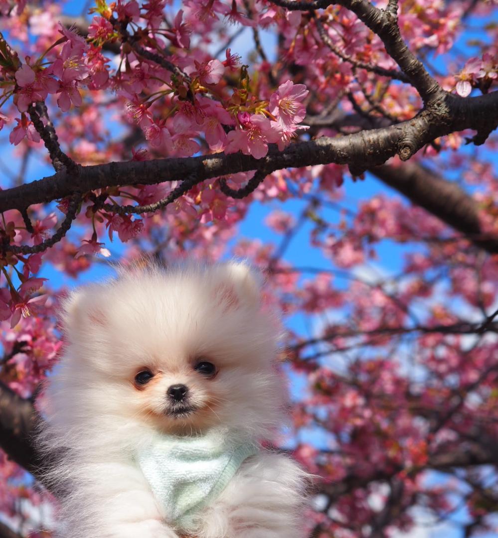 初めての桜