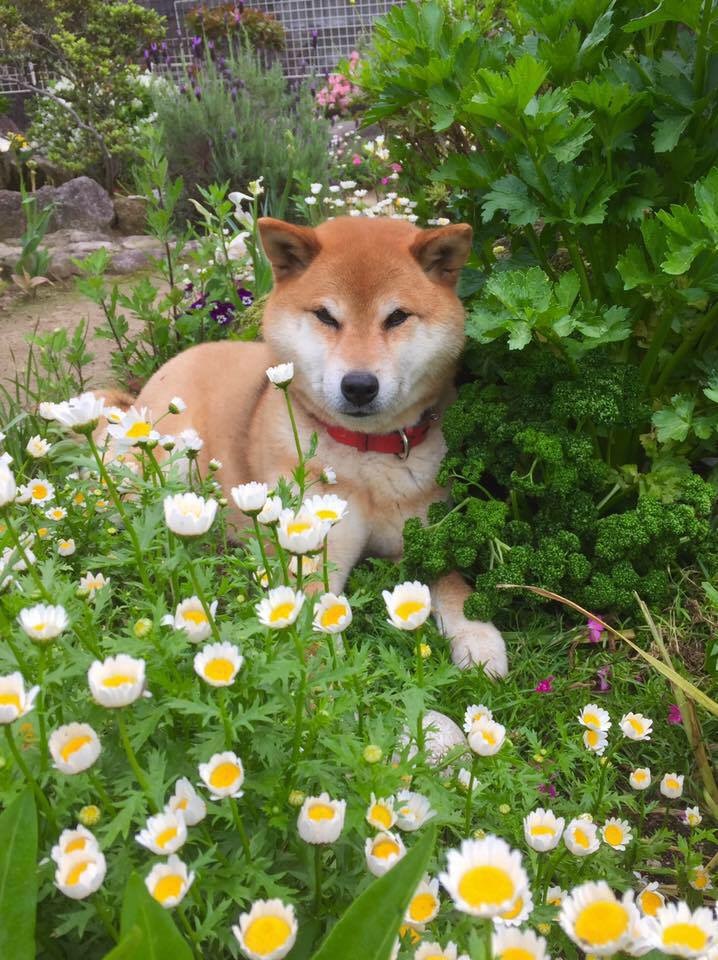 私、お花大好き！