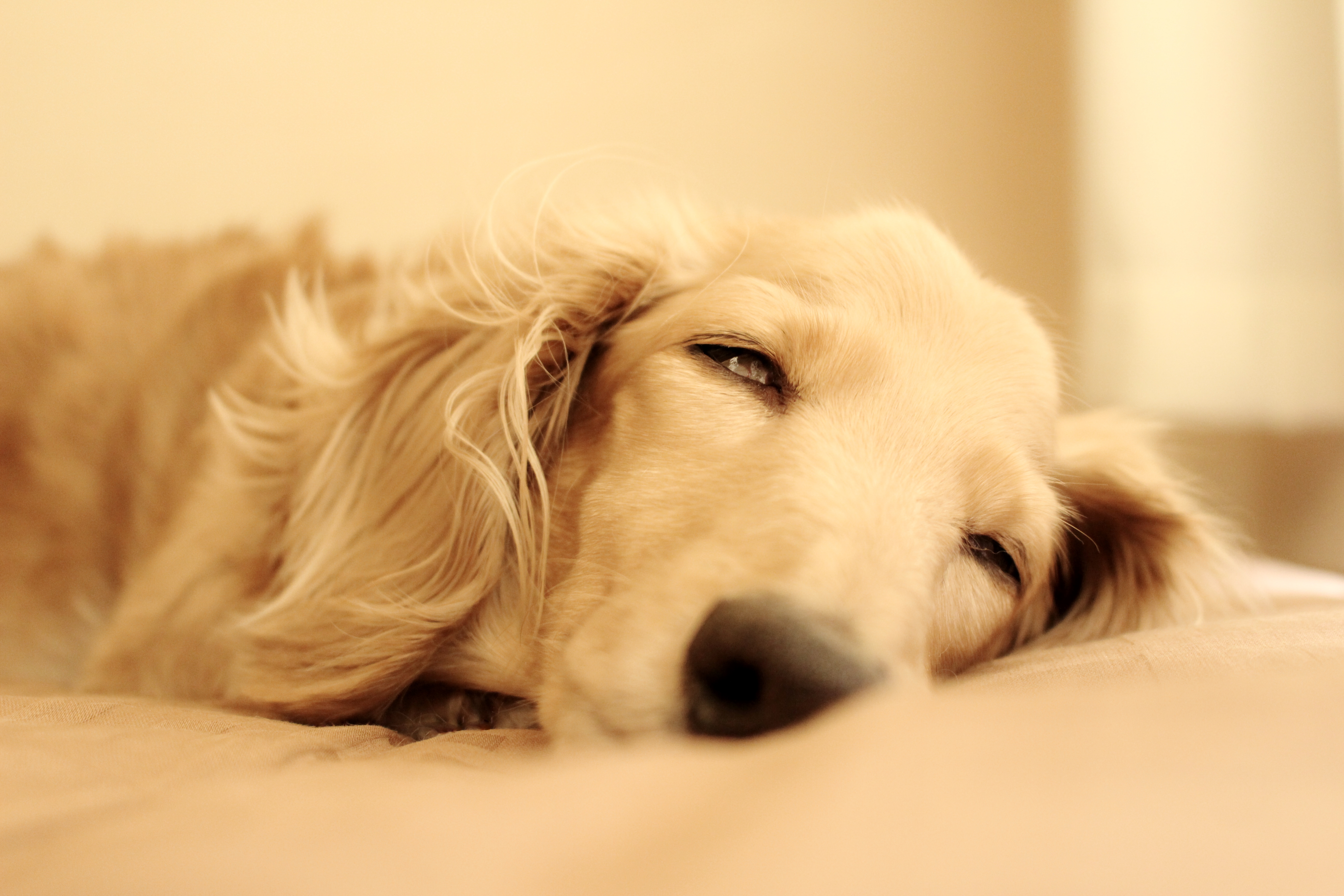 半目 Zzz てほさんの投稿写真 犬 愛犬フォトコンテスト イヌトミィ