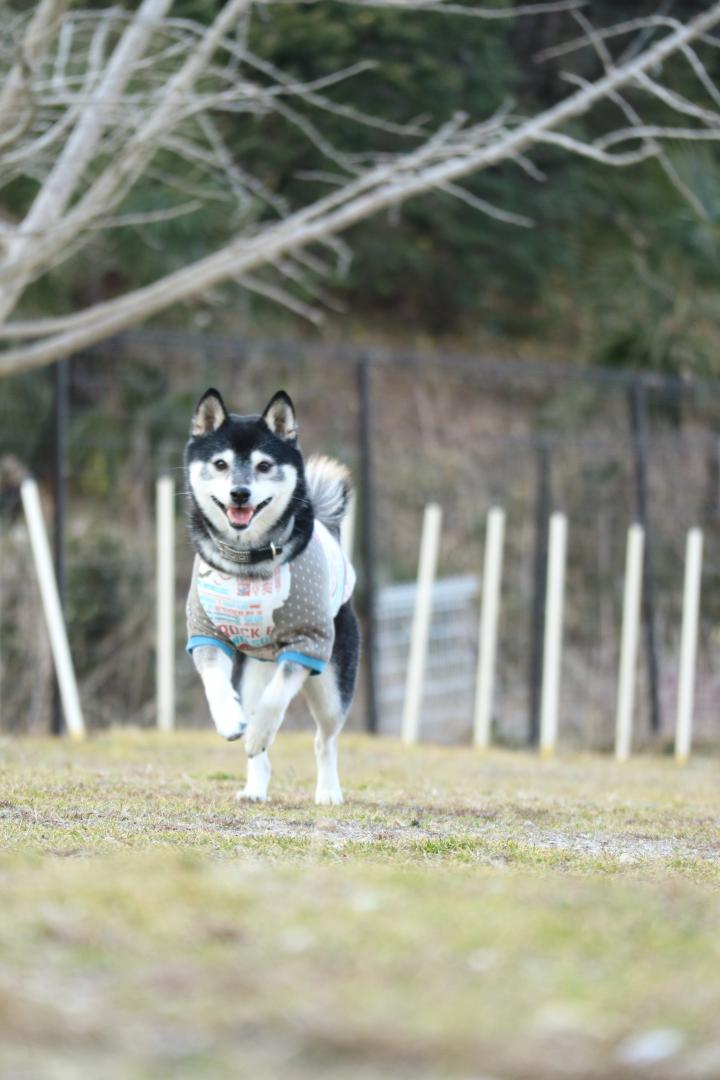 ドッグラン大好き