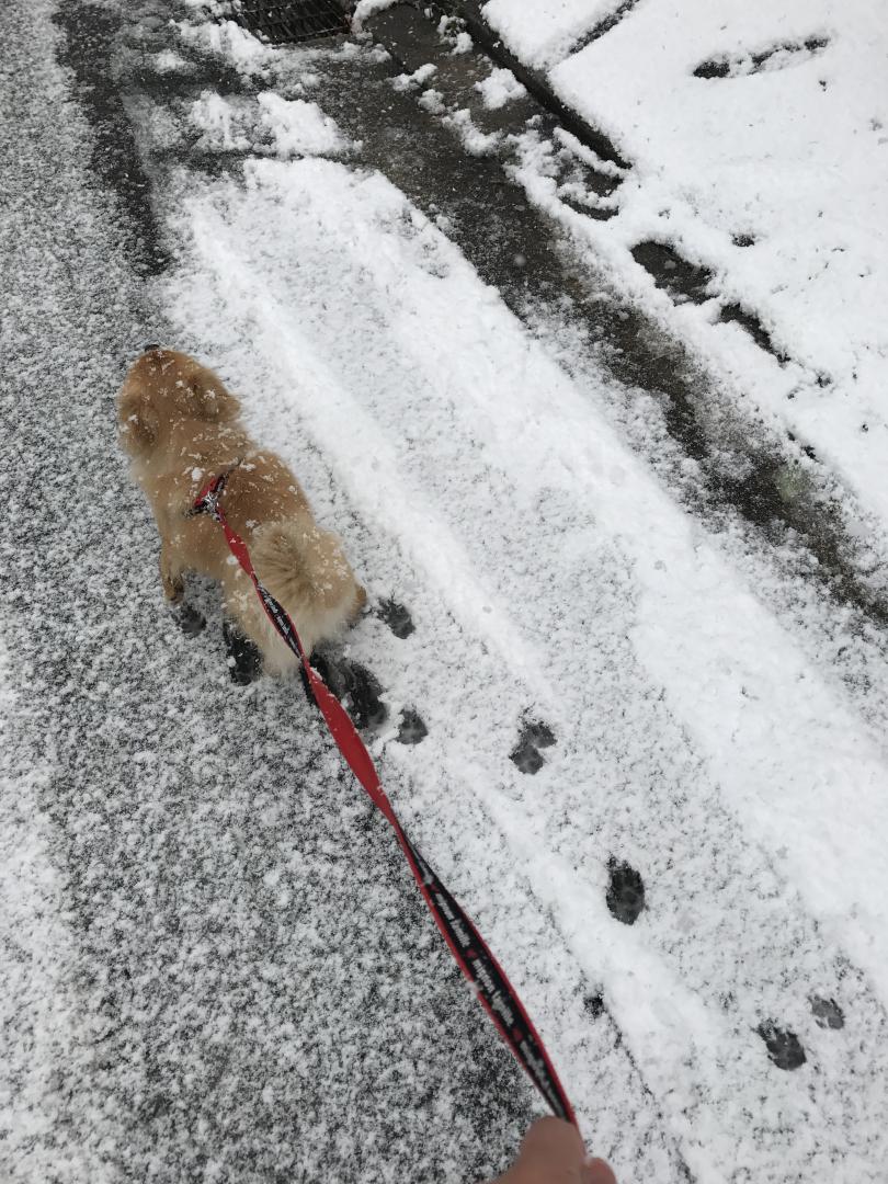 初めての雪