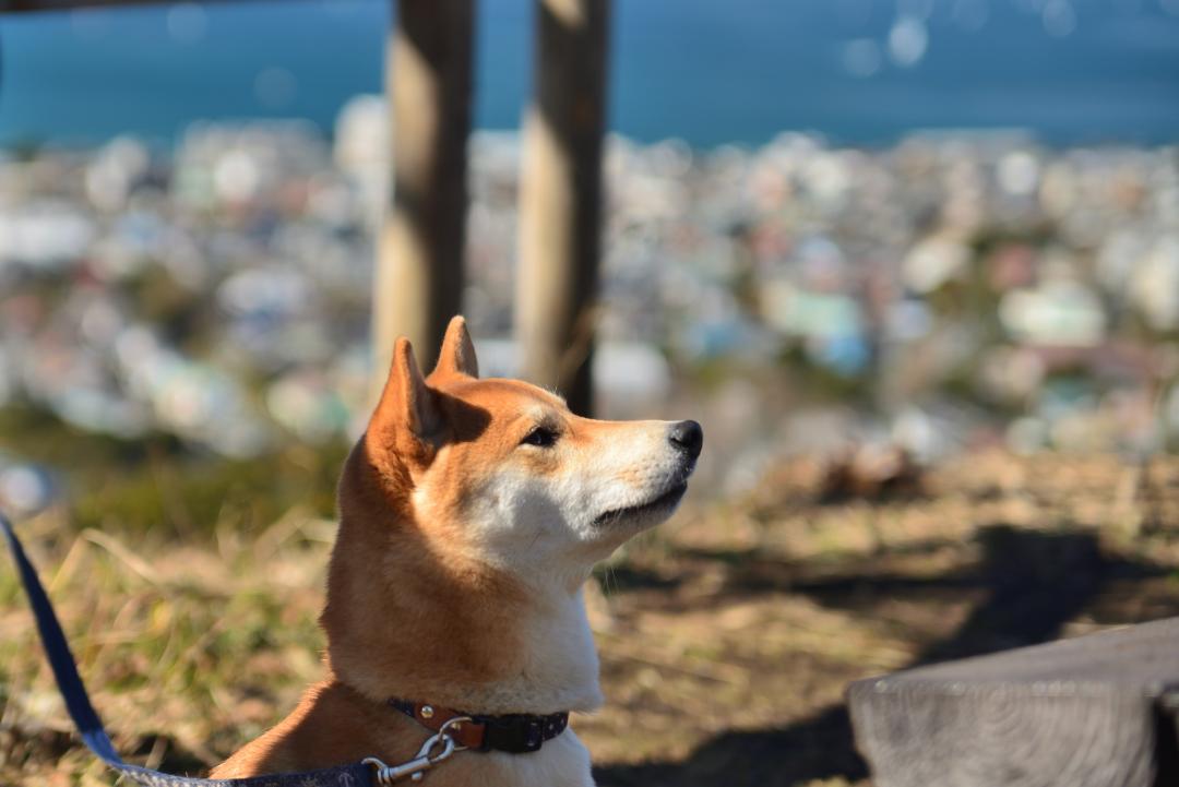 山登りの後は