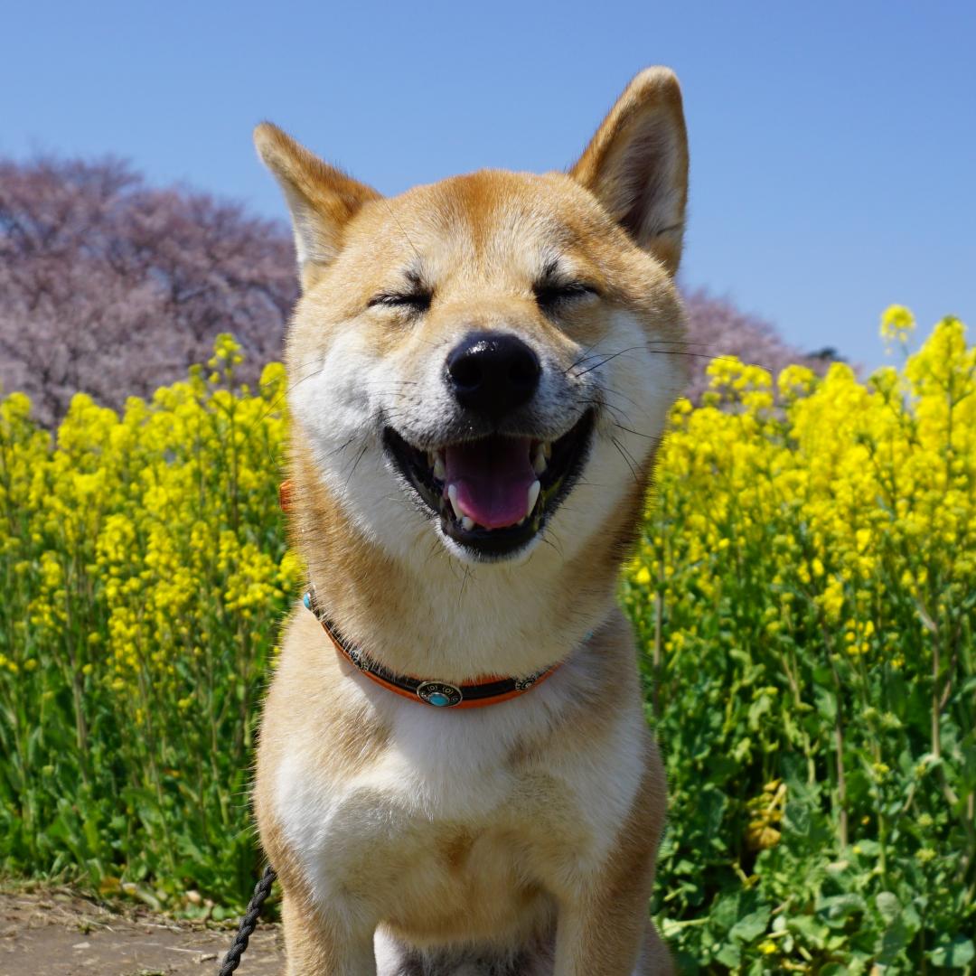 はじめてのお花見!