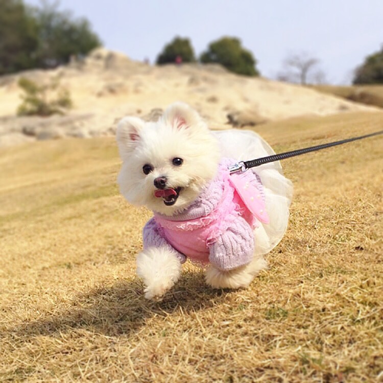 芝生の上でランラン～♪