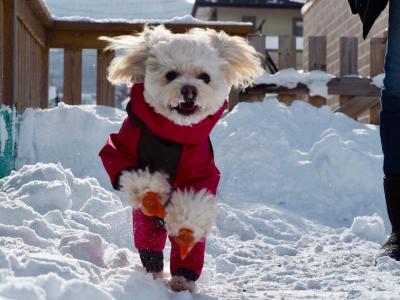 雪ランラン大好き