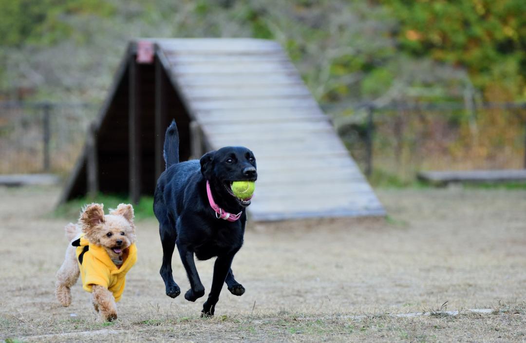 ドッグランにて