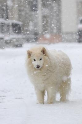 雪、大好き