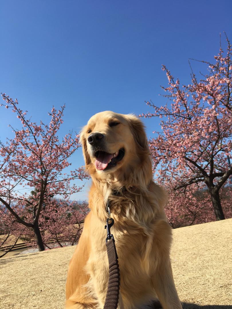 河津桜とニコ