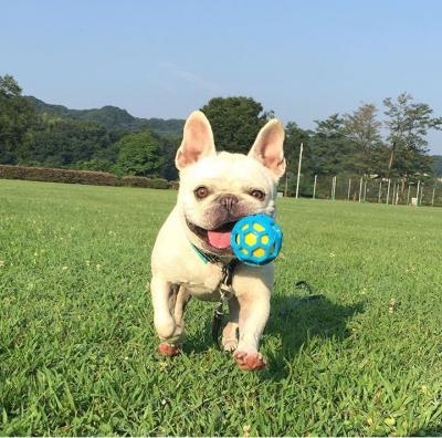 ボール持って来たで～～～！