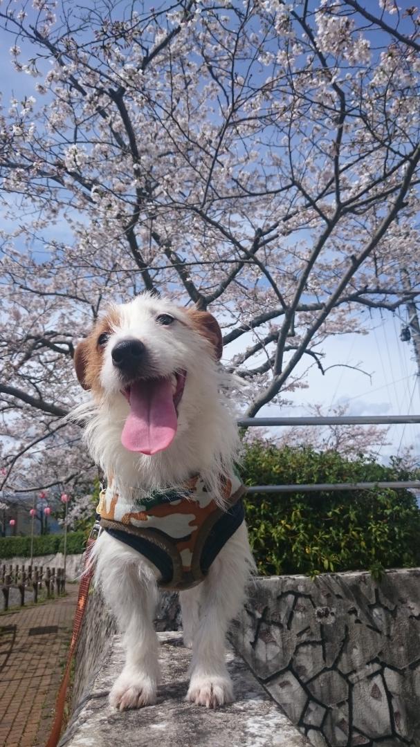 初めて見る桜の下で