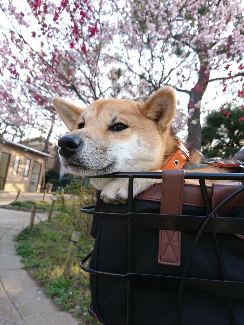 自転車のかごでまったり