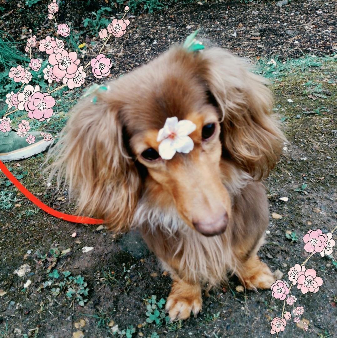 お花見で沢山遊んだ後にまったり❤