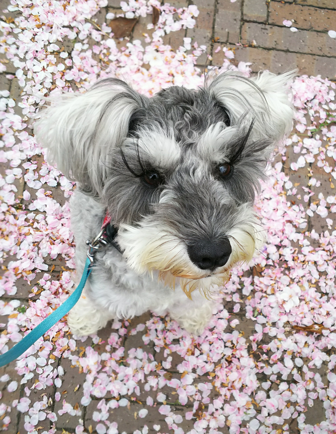 桜花びらの上でひと休み