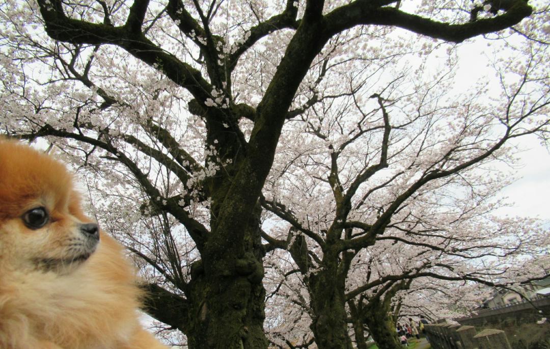 満開の桜にうっとり、そしてまったり