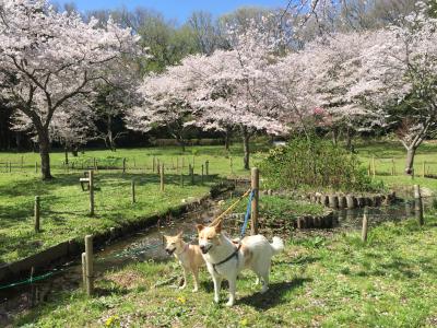 お花見