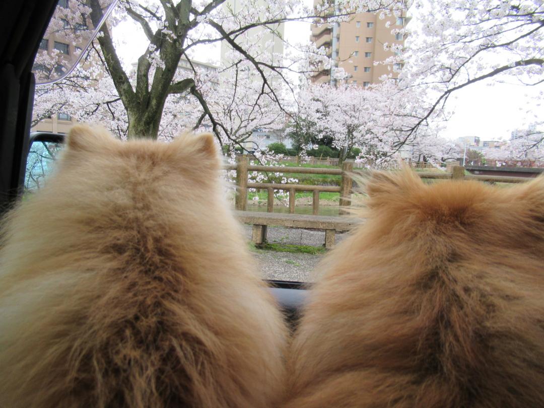 桜のお花見　まったり～～