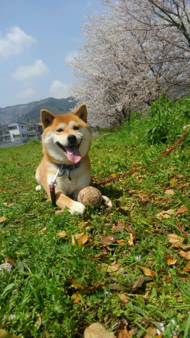 まったり春を満喫中