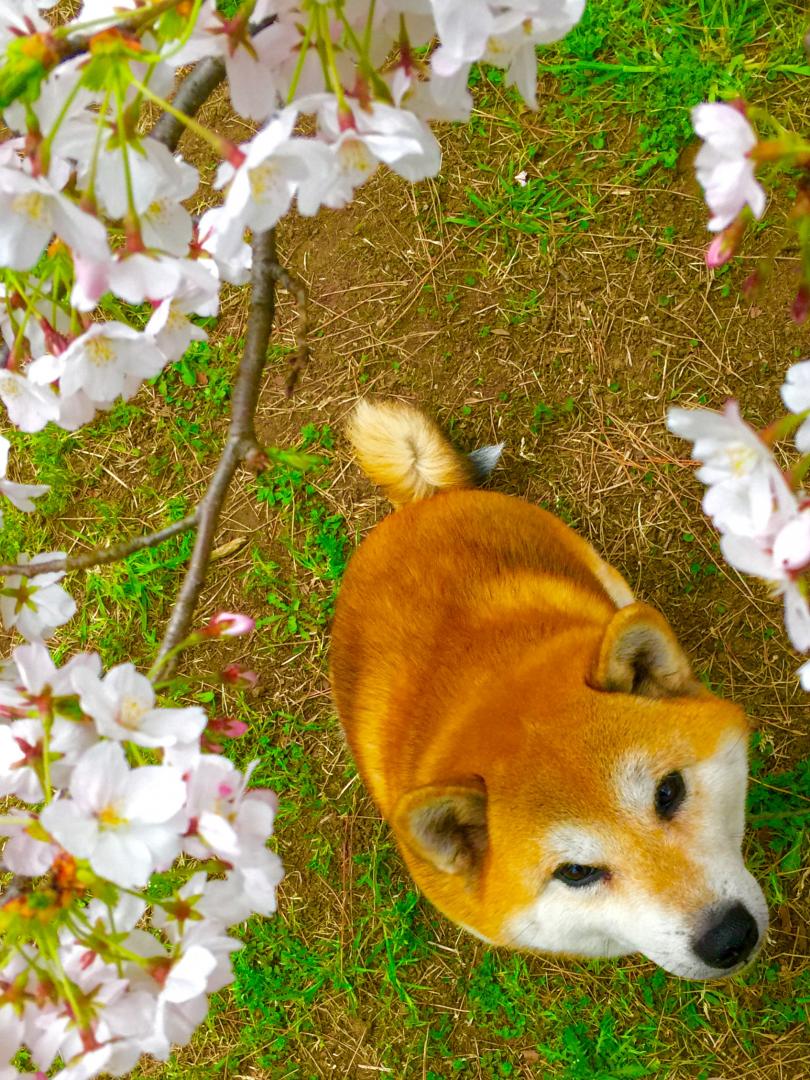 お花見