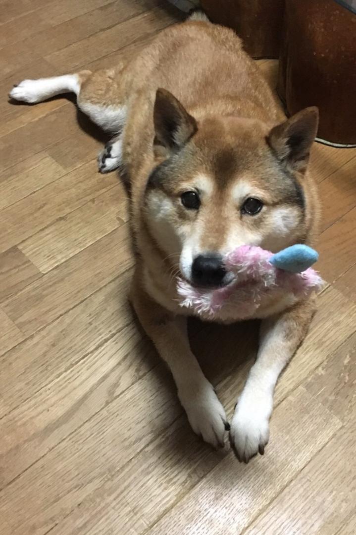 かまって ちーたさんの投稿写真 犬 愛犬フォトコンテスト イヌトミィ