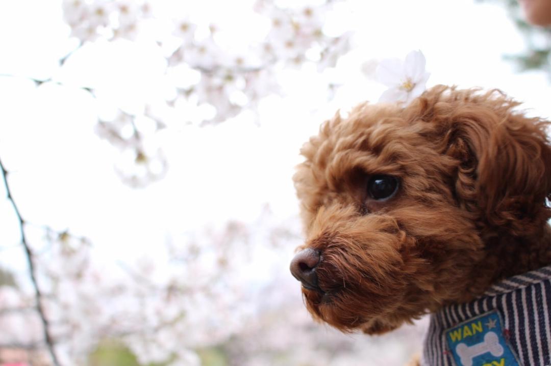 桜デビュー🌸