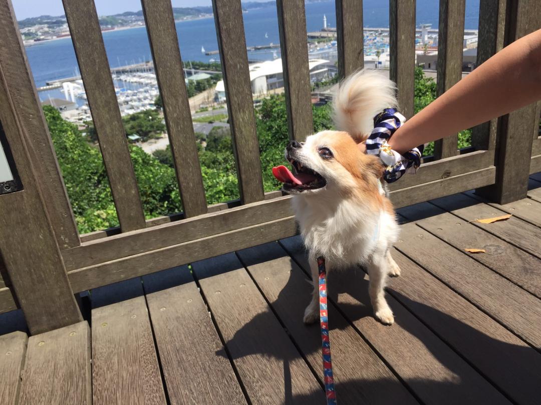 初めての江ノ島～☆！