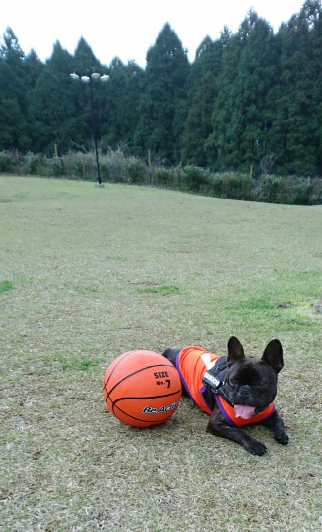 ドッグランひとりじめ