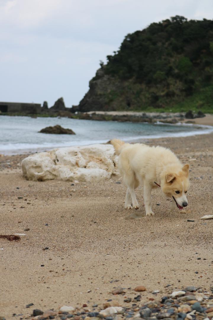 いつもの海散歩