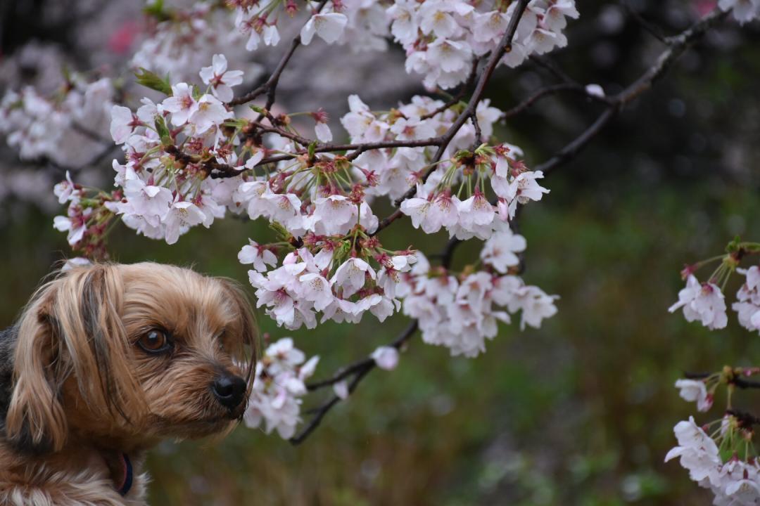 お花見