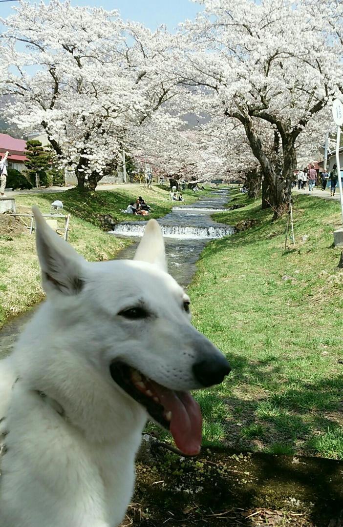 今年の桜