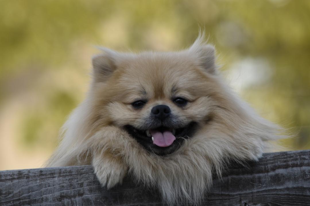 進撃の巨犬