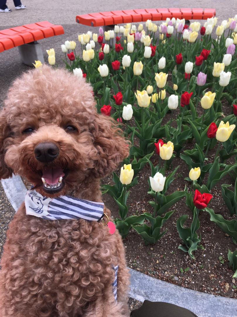 綺麗なお花の前で