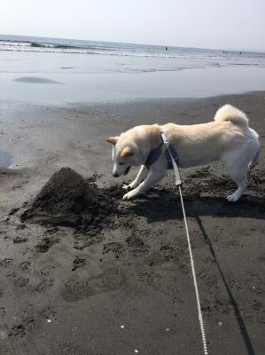 初夏の海