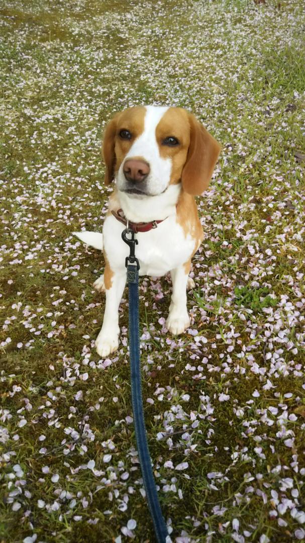 桜の花びらと