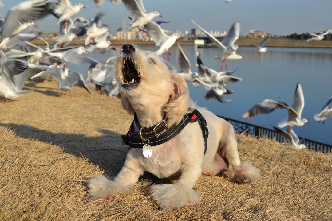 おれも空を飛びてぇ～っ！！