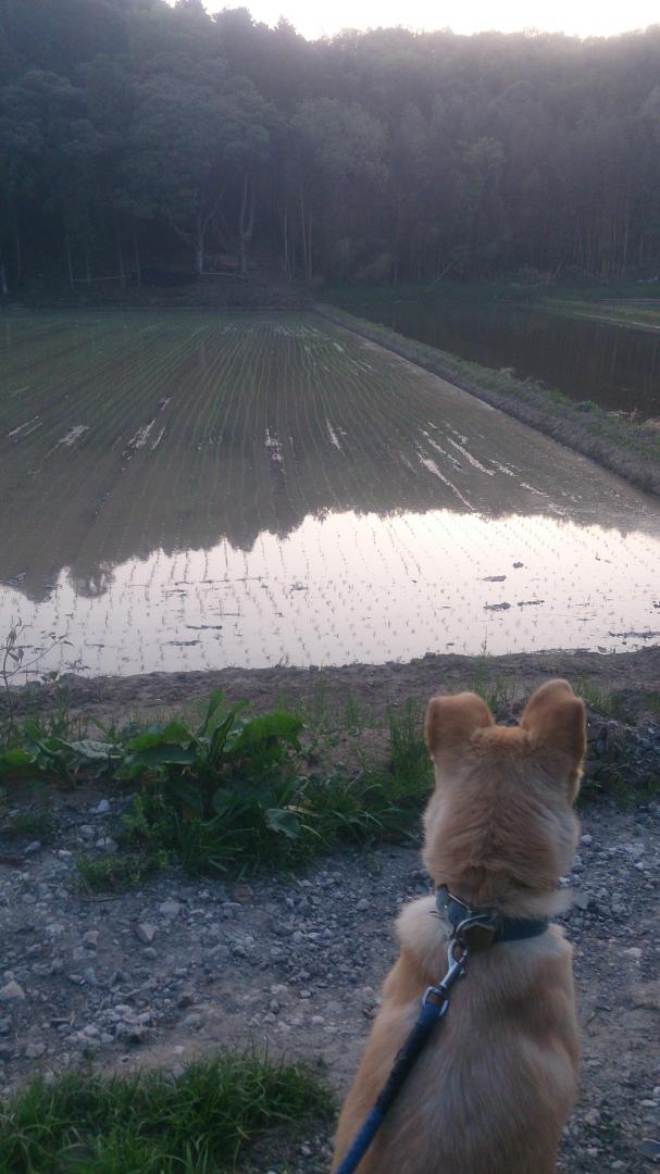 田植え完了❗