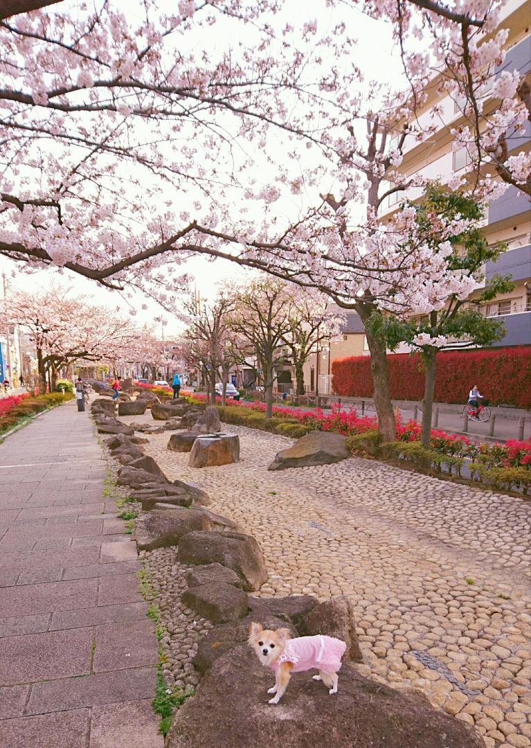 桜色満開･:*:♪