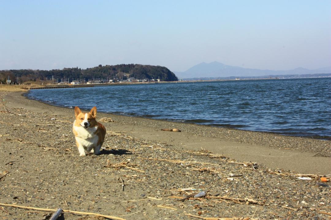 愛犬と霞ヶ浦の思い出