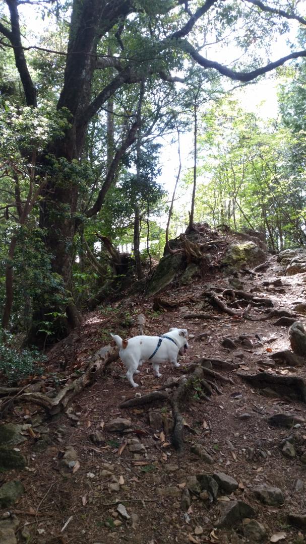 田舎の犬の大冒険！ 