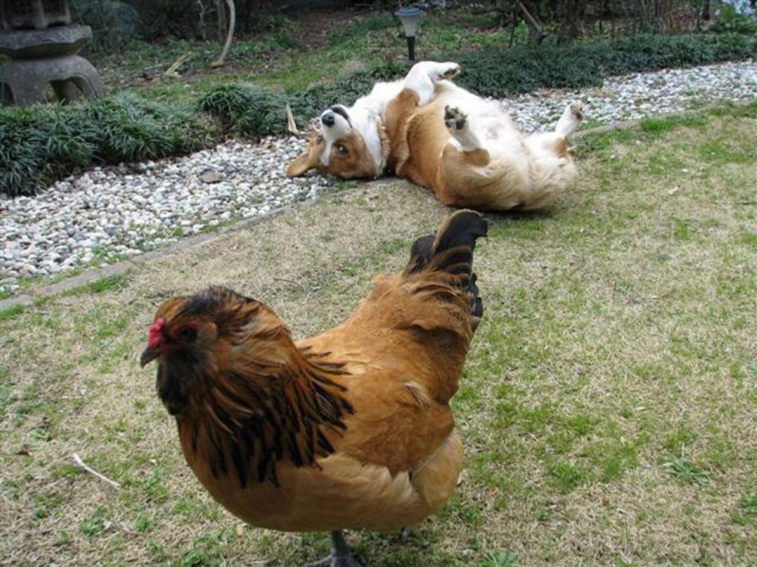 相棒の雌鶏と庭遊び