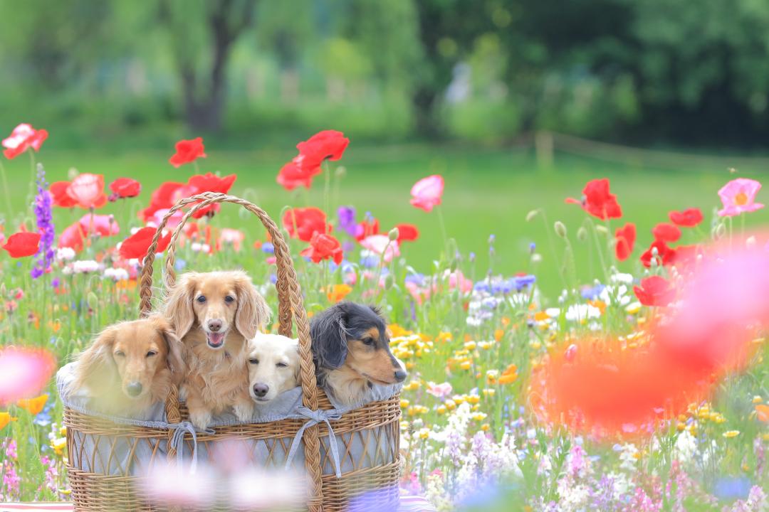 お花畑で