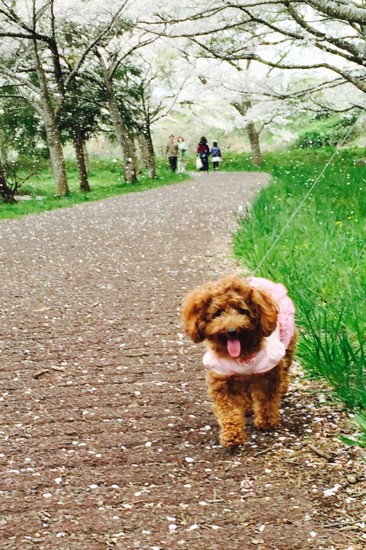 満開の桜の下で