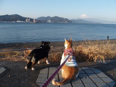 富士山見学会