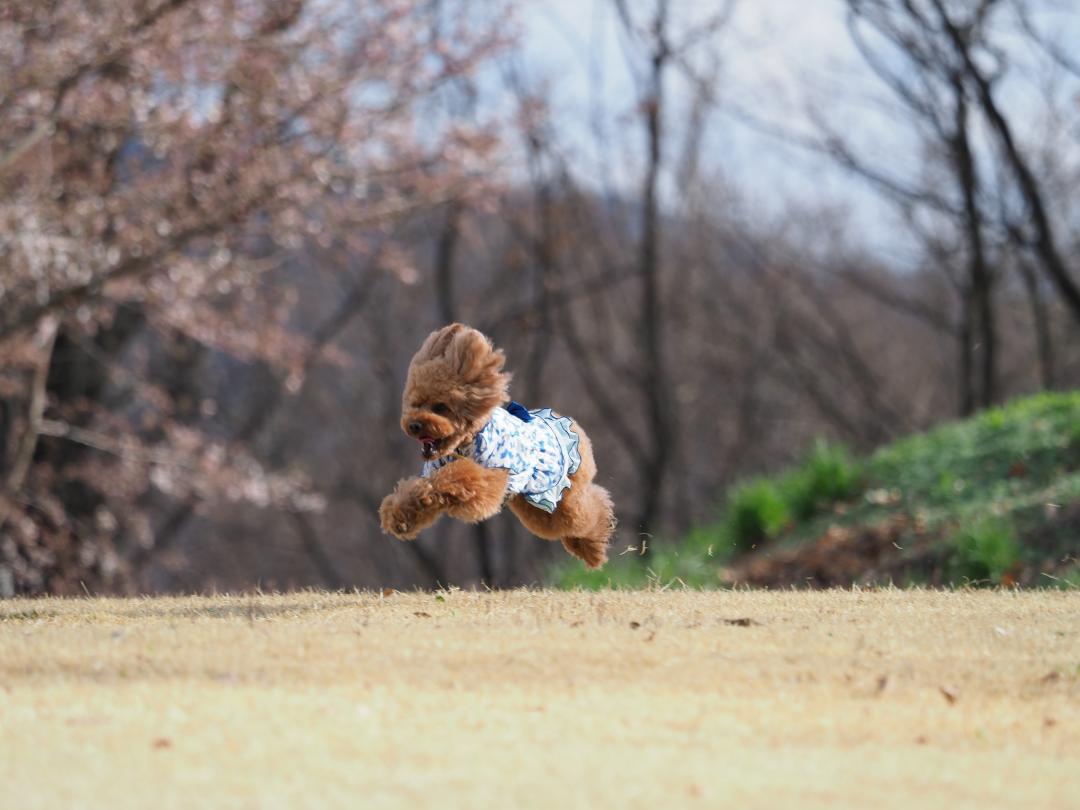 跳んでる