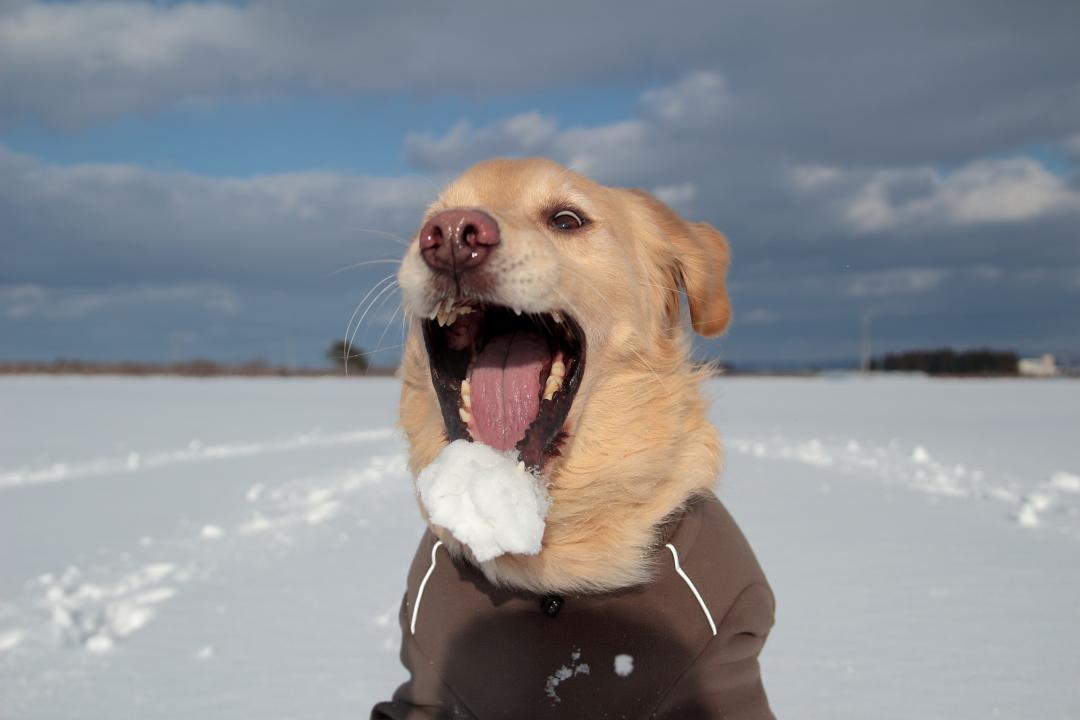 僕にとっては雪もウマウマ